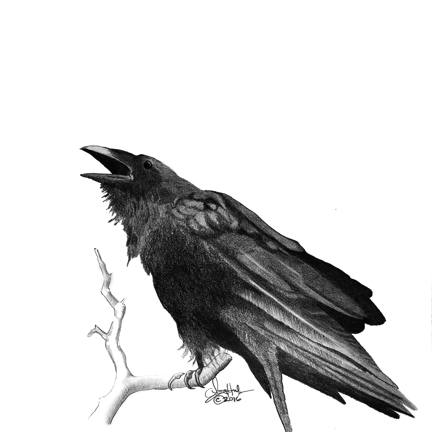 About illustration-amy-hulse-raven-pencil-drawing